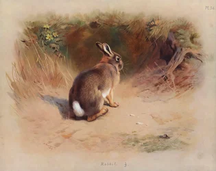 Lapin
